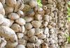 Natural Indian Semi Husked Coconuts