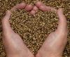 Top Quality Hemp Seeds