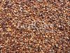 High Quality Bulk Red Sorghum/White Sorghum For Sale