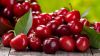 fresh quality cherries