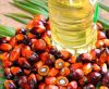 100% REFINED PALM OIL / PALM OLEIN OIL CP8, CP10, CP12