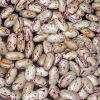 Light speckled kidney beans, red kidney beans, dark red kidney beans