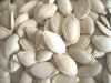 Sell Pumpkin Kernel, Snow White Pumpkin Seeds