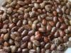 CASTOR BEAN SEEDS