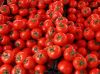 Fresh Red Farm Harvested Tomatoes