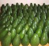 100% Very High Quality  100% Very High Quality Fresh Avocado