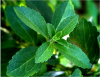 Stevia extract