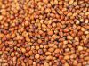 Sorghum