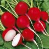 Fresh Radish