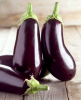 Fresh Eggplant / Fresh Eggplant White, Black and Red Of High Quality