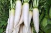 Good Quality Delicious Sweet Fresh Radish For Sale