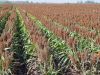 Organic Sorghum