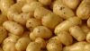 New harvest fresh Irish potatoes