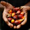 100% Refined Palm Crude Palm Kernel Oil