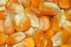 Yellow Corn