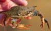 Quality Fresh/Frozen/Live Red/Blue King Crabs, Soft Shell Crabs, Blue Swimming Crabs & Snow Crabs