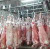 Premium Halal Certified Frozen Rabbit Carcass - Grade a Quality