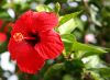 hibiscus flower