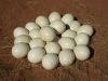 Ostrich eggs, fertile ostrich eggs, Ostrich Chicks. Live Ostrich Birds, Ostrich Eggs, Fertile Eggs, Day Old Chicks, Chicken Table Eggs, Chicken Fertile Eggs, Frozen Chicken