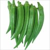 fresh okra