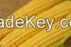 High Rich Quality Yellow Corn / Maize