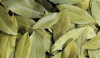 Bay Leaf