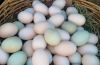 Fertile Parrot Eggs