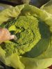 Moringa Powder
