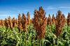 WHITE SORGHUM Red Sorghum, Sorghum Grains