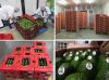 Fresh Avocado Hass & Fuerte From SOuth Africa