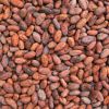 Raw Cocoa bean