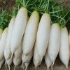 Fresh white radish