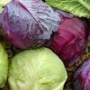 RED and WHITE CABBAGE