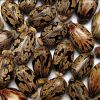 castor seed