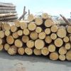 Teak wood log