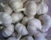 Sell fresh garlic