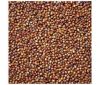 Sorghum