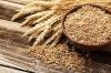 Great Wheat And Grains For Animal and Human Consumption