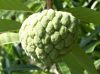 fresh Custard Apple