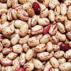 USA Pinto Beans