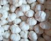 dry garlic /Fresh garlic