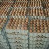 Fresh Chicken Eggs