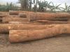 AZOBE ROUND LOGS