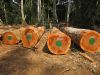 Sapelli  timber  logs and sawn lumbers