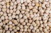 CANADIAN CHICKPEAS