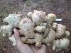 FRESH GINGER (JAHE MERAH) WITH LOWEST PRICE FROM VIET NAM