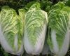 fresh celery cabbage