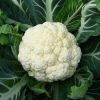 cauliflower