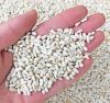 Safflower seed