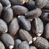 Dried Jatropha Seeds